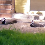 Vanellus crassirostris (21-8-11 Berlin Zoo-Aquarium)