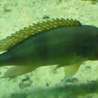Gnathochromis permaxillaris