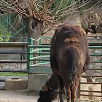 Zoo de Barcelona 31-01-12 107