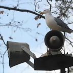 Zoo de Barcelona 31-01-12 373