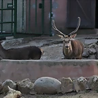 Zoo de Barcelona 31-01-12 079