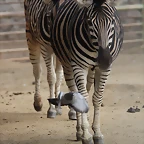 Zoo de Barcelona 31-01-12 099