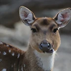 Zoo de Barcelona 31-01-12 128