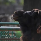Zoo de Barcelona 31-01-12 108