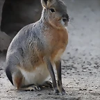 Zoo de Barcelona 31-01-12 130