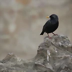 Zoo de Barcelona 31-01-12 253