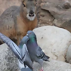 Zoo de Barcelona 31-01-12 263
