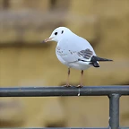 Zoo de Barcelona 31-01-12 473