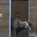 Zoo de Barcelona 31-01-12 393