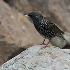Zoo de Barcelona 31-01-12 216