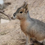 Zoo de Barcelona 31-01-12 251