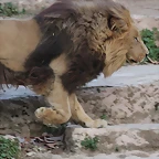 Zoo de Barcelona 31-01-12 448