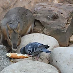 Zoo de Barcelona 31-01-12 196