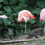 Zoo de Barcelona 31-01-12 526
