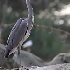 Zoo de Barcelona 31-01-12 477