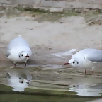 Zoo de Barcelona 31-01-12 238