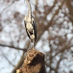 Zoo de Barcelona 31-01-12 144