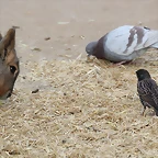 Zoo de Barcelona 31-01-12 224