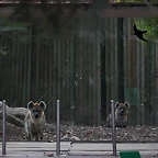 Zoo de Barcelona 31-01-12 457