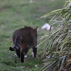 Zoo de Barcelona 31-01-12 512