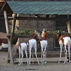 Zoo de Barcelona 31-01-12 132