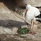 Zoo de Barcelona 31-01-12 005