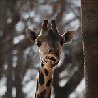 Zoo de Barcelona 31-01-12 038