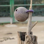 Zoo de Barcelona 31-01-12 051