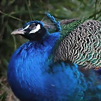 Zoo de Barcelona 31-01-12 055