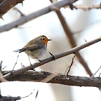 Zoo de Barcelona 31-01-12 050