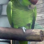 Amazona finschi