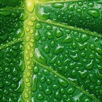 Fresh and Cool