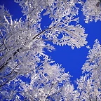 Frosted Trees, Boulder, Colorado