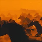 Galloping Herd