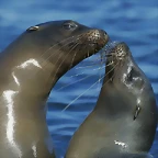 Galapagos Sea Lions, Punta Espinosa, Fernandina Island, Galapagos