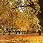 golden-autumn-1920-1080-4483