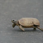 Johannesburg Kruger març 2009 1345