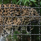 Zoo de Barcelona 23-07-2010 277