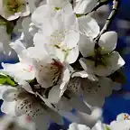 014, flor  blanca del almendro, marca