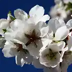 005, flores de almendro 2, marca