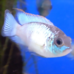 Andinoacara pulcher 'Electric Blue'