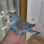 5 pollo 1-10-10