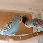 los2 mayores 1-10-10