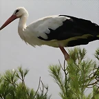 Terra Natura Murcia agosto 2010 514