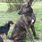 dingo1