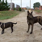 dingo3