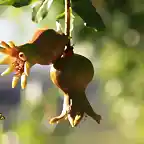 005, granadas creciendo en las caadas, marca