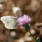 024, florecilla de la retama, marca