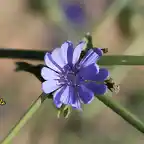 023, florecilla  azul, marca