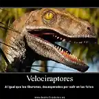 velocirraptorv